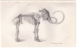 Plate 5 
Fossil Elephant of Siberia